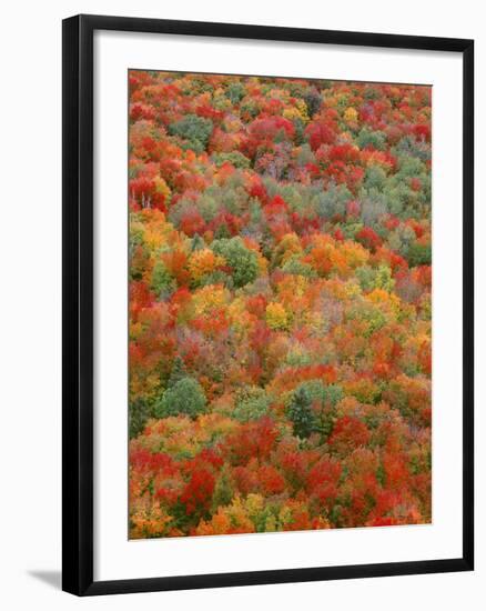 USA, Minnesota, Superior National Forest, Autumn Adds Color to Northern Hardwood Forests-John Barger-Framed Photographic Print