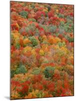 USA, Minnesota, Superior National Forest, Autumn Adds Color to Northern Hardwood Forests-John Barger-Mounted Photographic Print