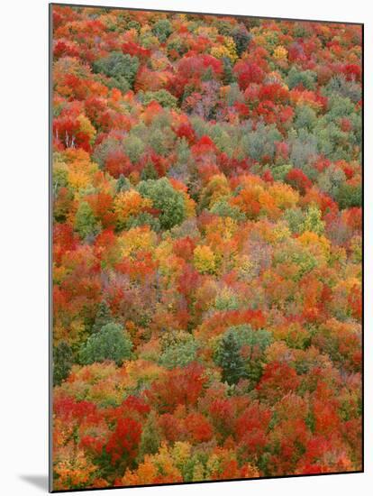 USA, Minnesota, Superior National Forest, Autumn Adds Color to Northern Hardwood Forests-John Barger-Mounted Photographic Print