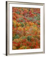 USA, Minnesota, Superior National Forest, Autumn Adds Color to Northern Hardwood Forests-John Barger-Framed Photographic Print