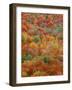 USA, Minnesota, Superior National Forest, Autumn Adds Color to Northern Hardwood Forests-John Barger-Framed Photographic Print