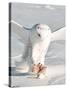 USA, Minnesota, Vermillion. Snowy Owl Catching Prey-Bernard Friel-Stretched Canvas