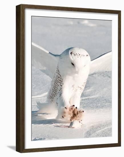 USA, Minnesota, Vermillion. Snowy Owl Catching Prey-Bernard Friel-Framed Premium Photographic Print