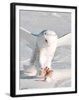 USA, Minnesota, Vermillion. Snowy Owl Catching Prey-Bernard Friel-Framed Premium Photographic Print