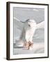 USA, Minnesota, Vermillion. Snowy Owl Catching Prey-Bernard Friel-Framed Premium Photographic Print