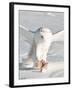 USA, Minnesota, Vermillion. Snowy Owl Catching Prey-Bernard Friel-Framed Premium Photographic Print