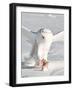 USA, Minnesota, Vermillion. Snowy Owl Catching Prey-Bernard Friel-Framed Photographic Print