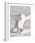 USA, Minnesota, Vermillion. Snowy Owl Catching Prey-Bernard Friel-Framed Photographic Print