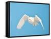 USA, Minnesota, Vermillion. Snowy Owl in Flight-Bernard Friel-Framed Stretched Canvas