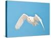 USA, Minnesota, Vermillion. Snowy Owl in Flight-Bernard Friel-Stretched Canvas