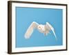 USA, Minnesota, Vermillion. Snowy Owl in Flight-Bernard Friel-Framed Photographic Print