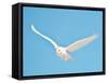 USA, Minnesota, Vermillion. Snowy Owl in Flight-Bernard Friel-Framed Stretched Canvas