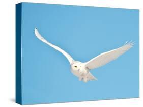 USA, Minnesota, Vermillion. Snowy Owl in Flight-Bernard Friel-Stretched Canvas