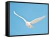 USA, Minnesota, Vermillion. Snowy Owl in Flight-Bernard Friel-Framed Stretched Canvas
