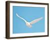 USA, Minnesota, Vermillion. Snowy Owl in Flight-Bernard Friel-Framed Photographic Print