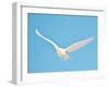 USA, Minnesota, Vermillion. Snowy Owl in Flight-Bernard Friel-Framed Photographic Print