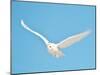 USA, Minnesota, Vermillion. Snowy Owl in Flight-Bernard Friel-Mounted Photographic Print