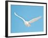 USA, Minnesota, Vermillion. Snowy Owl in Flight-Bernard Friel-Framed Photographic Print