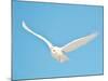 USA, Minnesota, Vermillion. Snowy Owl in Flight-Bernard Friel-Mounted Photographic Print