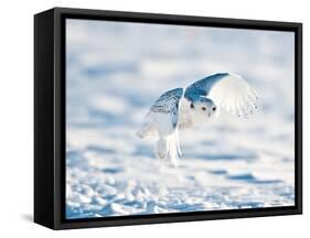 USA, Minnesota, Vermillion. Snowy Owl in Flight-Bernard Friel-Framed Stretched Canvas