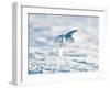 USA, Minnesota, Vermillion. Snowy Owl in Flight-Bernard Friel-Framed Photographic Print