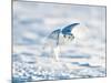 USA, Minnesota, Vermillion. Snowy Owl in Flight-Bernard Friel-Mounted Photographic Print