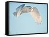 USA, Minnesota, Vermillion. Snowy Owl in Flight-Bernard Friel-Framed Stretched Canvas