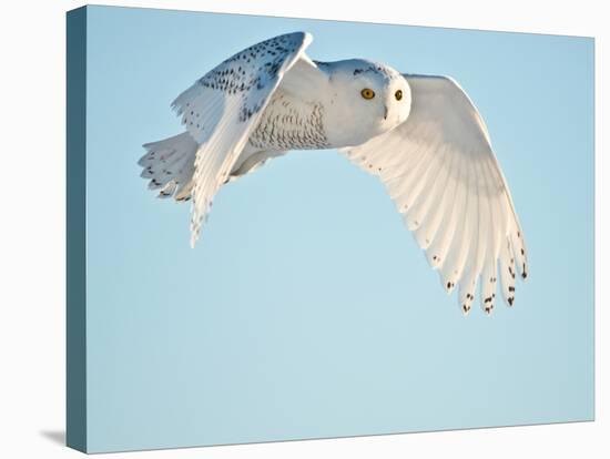 USA, Minnesota, Vermillion. Snowy Owl in Flight-Bernard Friel-Stretched Canvas