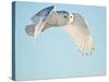 USA, Minnesota, Vermillion. Snowy Owl in Flight-Bernard Friel-Stretched Canvas