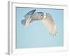 USA, Minnesota, Vermillion. Snowy Owl in Flight-Bernard Friel-Framed Photographic Print