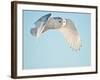 USA, Minnesota, Vermillion. Snowy Owl in Flight-Bernard Friel-Framed Photographic Print