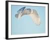 USA, Minnesota, Vermillion. Snowy Owl in Flight-Bernard Friel-Framed Photographic Print