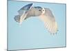 USA, Minnesota, Vermillion. Snowy Owl in Flight-Bernard Friel-Mounted Photographic Print