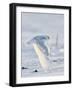 USA, Minnesota, Vermillion. Snowy Owl in Flight-Bernard Friel-Framed Photographic Print