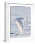 USA, Minnesota, Vermillion. Snowy Owl in Flight-Bernard Friel-Framed Photographic Print