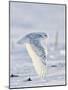 USA, Minnesota, Vermillion. Snowy Owl in Flight-Bernard Friel-Mounted Photographic Print