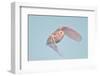 USA, Minnesota, Vermillion. Snowy Owl in Flight-Bernard Friel-Framed Photographic Print