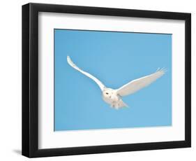 USA, Minnesota, Vermillion. Snowy Owl in Flight-Bernard Friel-Framed Photographic Print