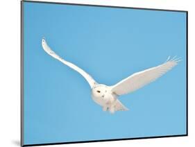 USA, Minnesota, Vermillion. Snowy Owl in Flight-Bernard Friel-Mounted Photographic Print
