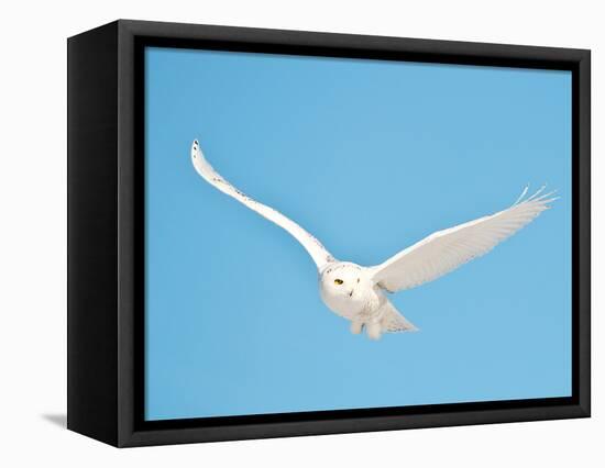 USA, Minnesota, Vermillion. Snowy Owl in Flight-Bernard Friel-Framed Stretched Canvas