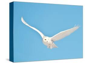 USA, Minnesota, Vermillion. Snowy Owl in Flight-Bernard Friel-Stretched Canvas