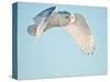 USA, Minnesota, Vermillion. Snowy Owl in Flight-Bernard Friel-Stretched Canvas