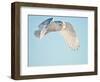 USA, Minnesota, Vermillion. Snowy Owl in Flight-Bernard Friel-Framed Photographic Print