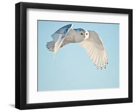 USA, Minnesota, Vermillion. Snowy Owl in Flight-Bernard Friel-Framed Photographic Print