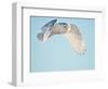 USA, Minnesota, Vermillion. Snowy Owl in Flight-Bernard Friel-Framed Photographic Print