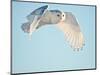 USA, Minnesota, Vermillion. Snowy Owl in Flight-Bernard Friel-Mounted Photographic Print