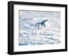 USA, Minnesota, Vermillion. Snowy Owl in Flight-Bernard Friel-Framed Photographic Print