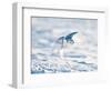 USA, Minnesota, Vermillion. Snowy Owl in Flight-Bernard Friel-Framed Photographic Print