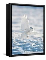 USA, Minnesota, Vermillion. Snowy Owl Landing on Snow-Bernard Friel-Framed Stretched Canvas