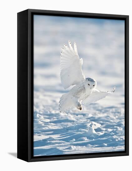 USA, Minnesota, Vermillion. Snowy Owl Landing on Snow-Bernard Friel-Framed Stretched Canvas
